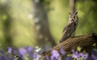 Owl log purple flower bokeh - an owl free wallpaper