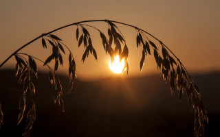 Sunset plant sun distant leaves - a few leaf free wallpaper