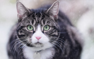 Black cat green eyes snow 2 - outside free wallpaper for desktop