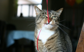 Curious cat red string toy - toy free wallpaper