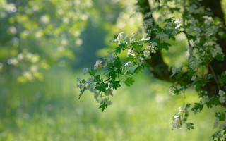 Tree branch white flowers bokeh - green grass and trees free wallpaper