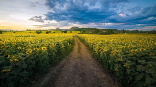 Dirt road sunflower field mountain - a mountain in the distance free wallpaper