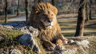 Lion rock park trees path - a lion free wallpaper