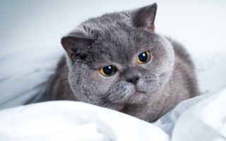 Black cat blue eyes white - white sheet free wallpaper