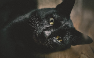Black cat wooden floor curious - canon 5 0 mm free wallpaper