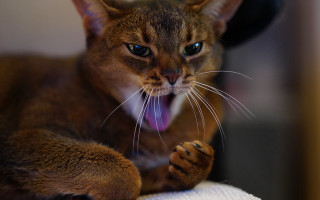 Cat tongue out sharp claws - sharp claw free wallpaper