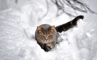 Cat walking snow woods glowing - in the wood free wallpaper