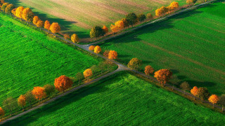 Green field trees road yellow - green grass free wallpaper