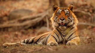 Tiger laying down open mouth - a tiger free wallpaper