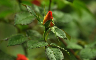Red flower water droplets macro 14 - red flower free wallpaper for desktop