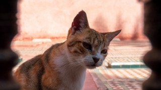 Cat hole wall tile floor - neoplasticism free wallpaper