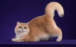 Cat longtail purple surface purple - a blue background behind free wallpaper