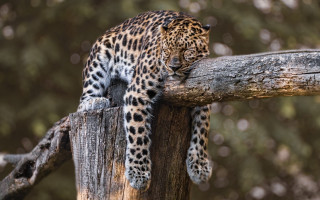 Leopard tree branch looking paw - a leopard free wallpaper
