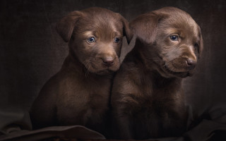 Two brown puppies blanket black - a white border free wallpaper for desktop
