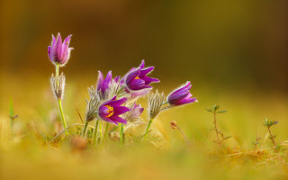 Purple flowers grass macro butterfly - a blurry background of grass free wallpaper