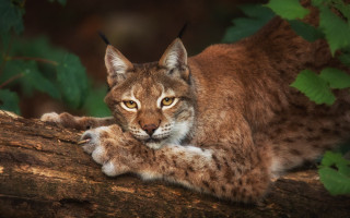 Cat branch paws camera animal - the tree branch free wallpaper