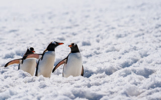 Penguins snow primivitism wildlife bird - two penguin free wallpaper