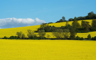 Yellow flower field trees clouds - field free wallpaper