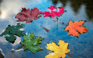 Leaves floating blue water droplets - a group of leaves free wallpaper
