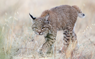 Small cat walking tall grass - a small cat free wallpaper