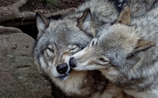 Gray wolves head rubbing furry - closed free wallpaper for desktop
