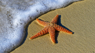 Starfish sand water foamy waves - foamy free wallpaper