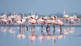 Flamingos reflection outdoor wildlife ecological - arie smit free wallpaper