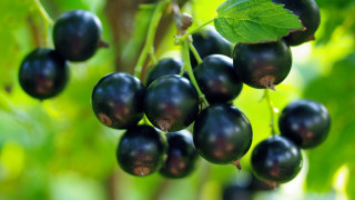 Black berries branch leaves outdoors - branch free wallpaper for desktop