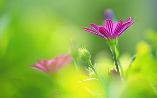 Pink flower green field background - other flower free wallpaper