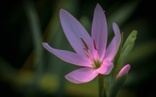 Pink flower green stem blurry 7 - a green stem in the background free wallpaper