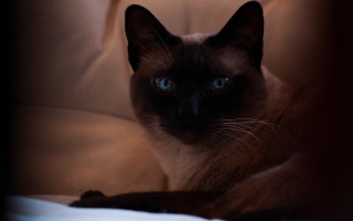 Siamese cat blue eyes couch - impressionism free wallpaper for desktop