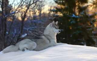 Husky snowy woods winter nature - hill free wallpaper