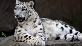 Snow leopard rock open mouth - a snow leopard free wallpaper