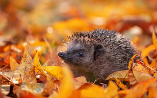 Hedgehog fall leaves smiling nature - the camera len free wallpaper
