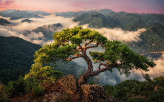 Mountain tree clouds sunset forest - choi buk free wallpaper