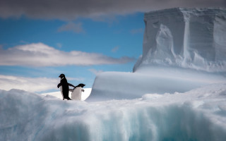 Man surfboard iceberg penguin ocean - a penguin free wallpaper