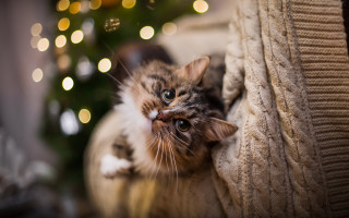 Cat christmas couch bokeh photoshop - bokeh free wallpaper for desktop