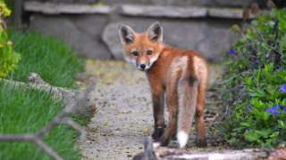 Fox garden flower path blurry - flower and grass free wallpaper