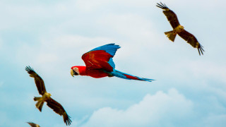 Red blue parrot flying birds - bernd fasching free wallpaper