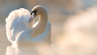 Swan swimming beak wings open - soft light free wallpaper for desktop