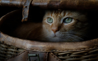 Cat basket leather handle eye - the basket free wallpaper