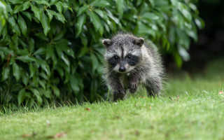 Raccoon grassy field bushes bird - a grassy field next free wallpaper