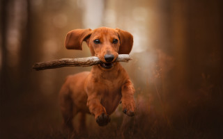 Dog carrying stick forest photorealistic - tree and grass free wallpaper