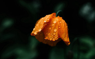 Flower water droplets orange macro - petal free wallpaper