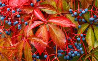 Berries branch autumn leaves food - berry free wallpaper