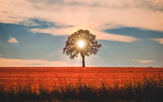 Lone tree field sunset clouds 6 - the cloud above free wallpaper