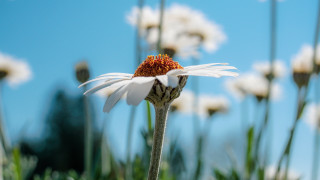 Flower sky white blurry bokeh - a sky background behind free wallpaper for desktop