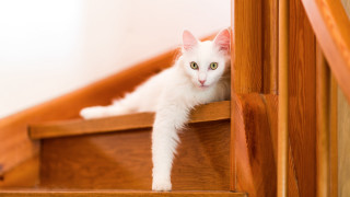 White cat wooden stairs looking - glamor pose free wallpaper