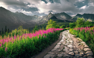 Mountain path flower field cloudy - a path free wallpaper for desktop
