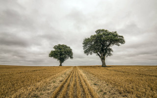 Two trees dirt road cloudy - a cloudy sky above them free wallpaper
